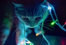 cats animals christmas lights domestic cat Art HD Wallpaper